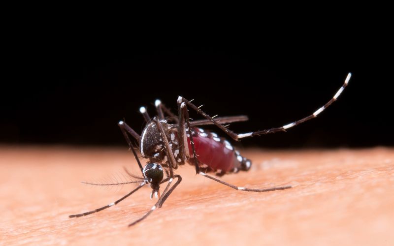 Musim Hujan Tiba, Waspada Demam Berdarah! Lindungi Keluarga dengan 3M Plus