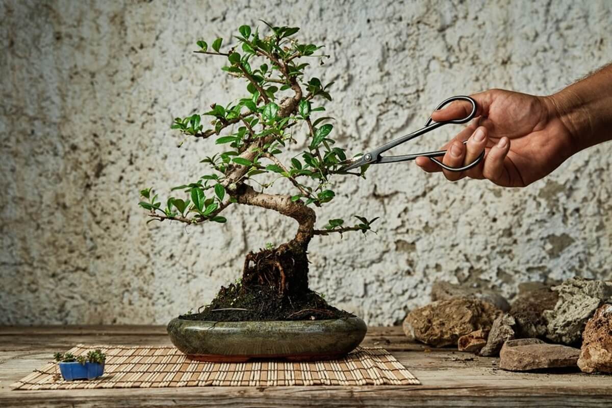 Tips dan Cara Memotong Daun Bonsai untuk Hasil yang Optimal